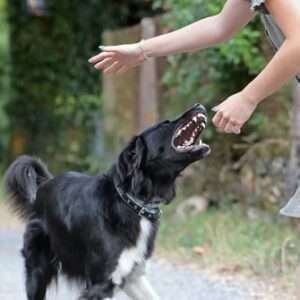 dog-bite-animal-attack