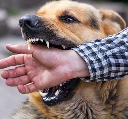 A trespasser can’t sue for a dog bite in Georgia